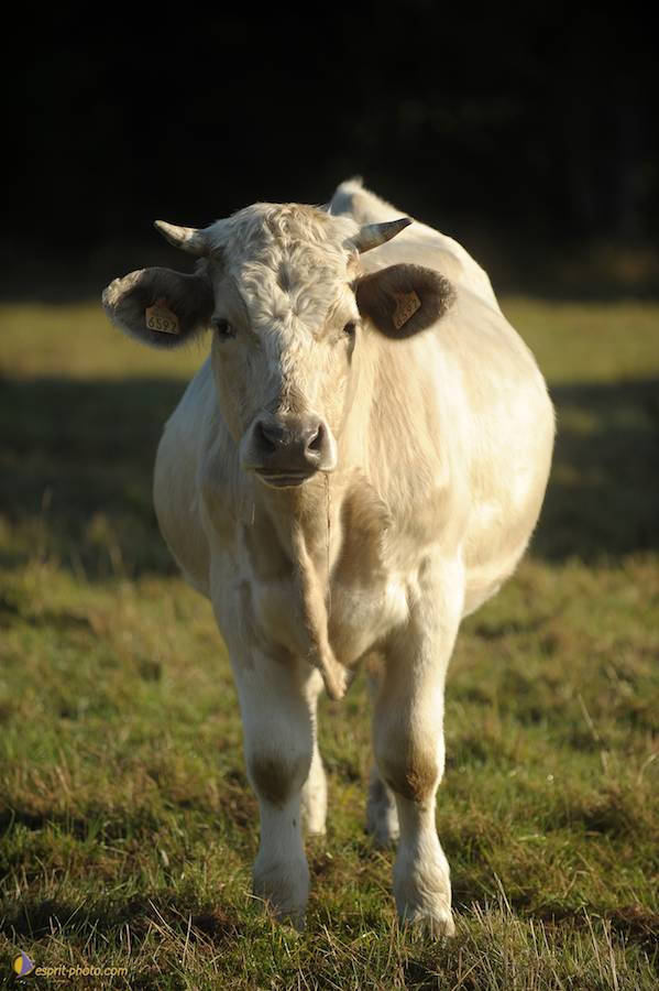 Nom de l'image : D30083122_1_(c)Norbert-JUNG — Description :